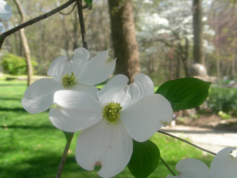 Springdale, AR: Dogwood Flower in my yard.
