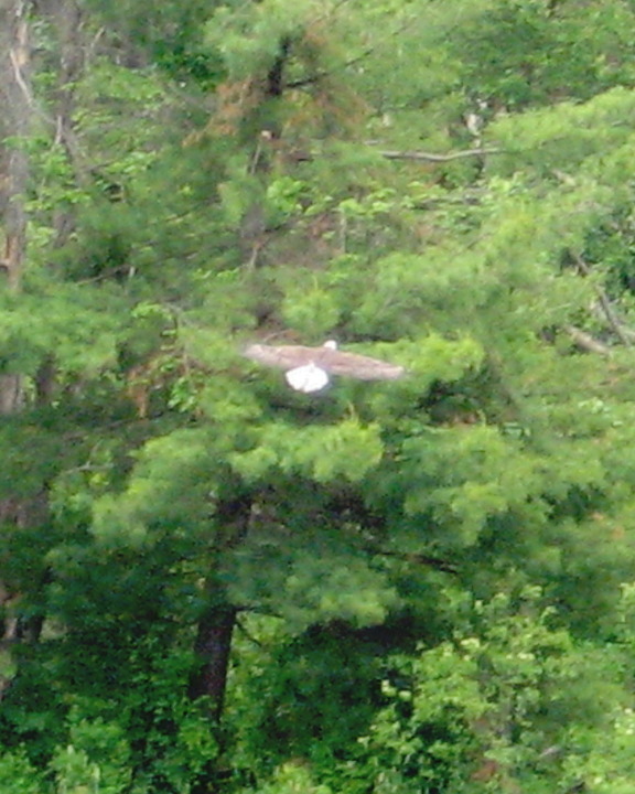 Philmont, NY: Bald Eagle in Flight Vanderbilt Inn