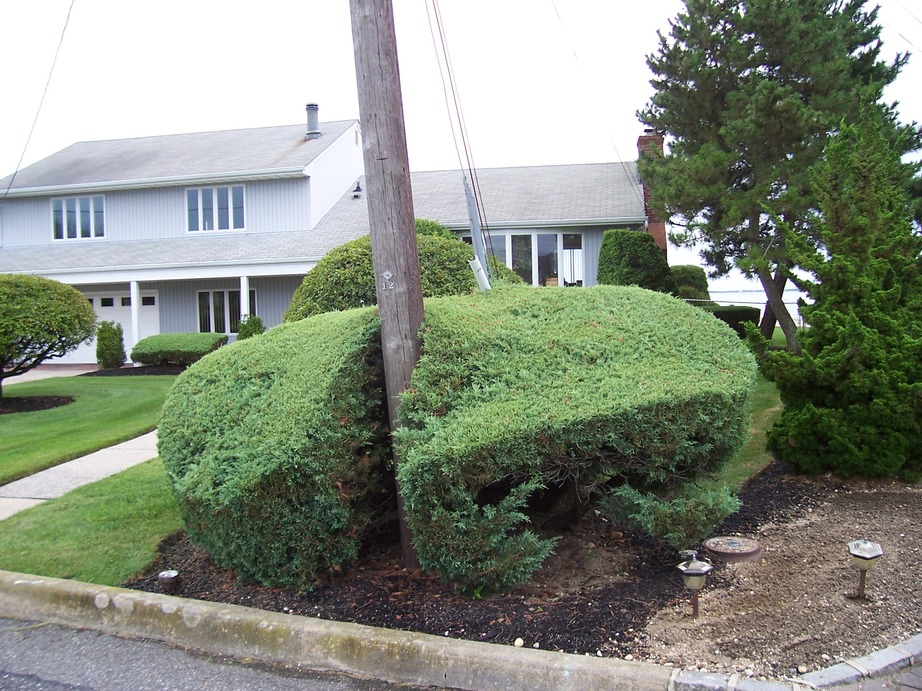 West Islip, NY: An interesting bush nearly surrounds a utility pole in front of a grey house. The Great South Bay can be glimpsed through the crossed trunks of the pines on the right.