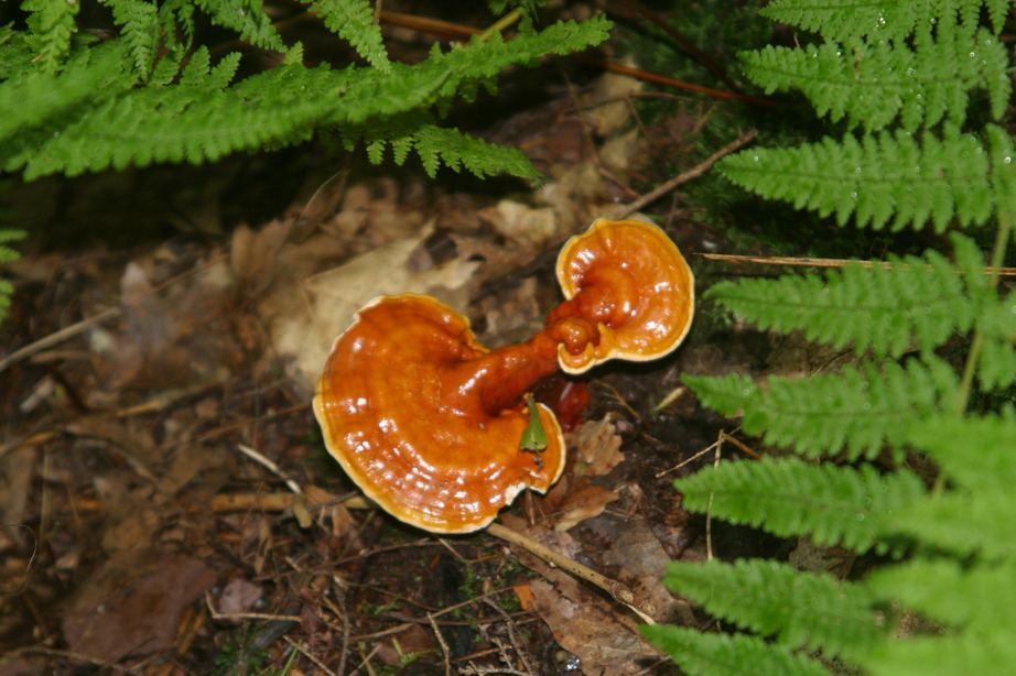 Williamsport, PA: Wild mushroom at Ricketts Glen State Park in PA