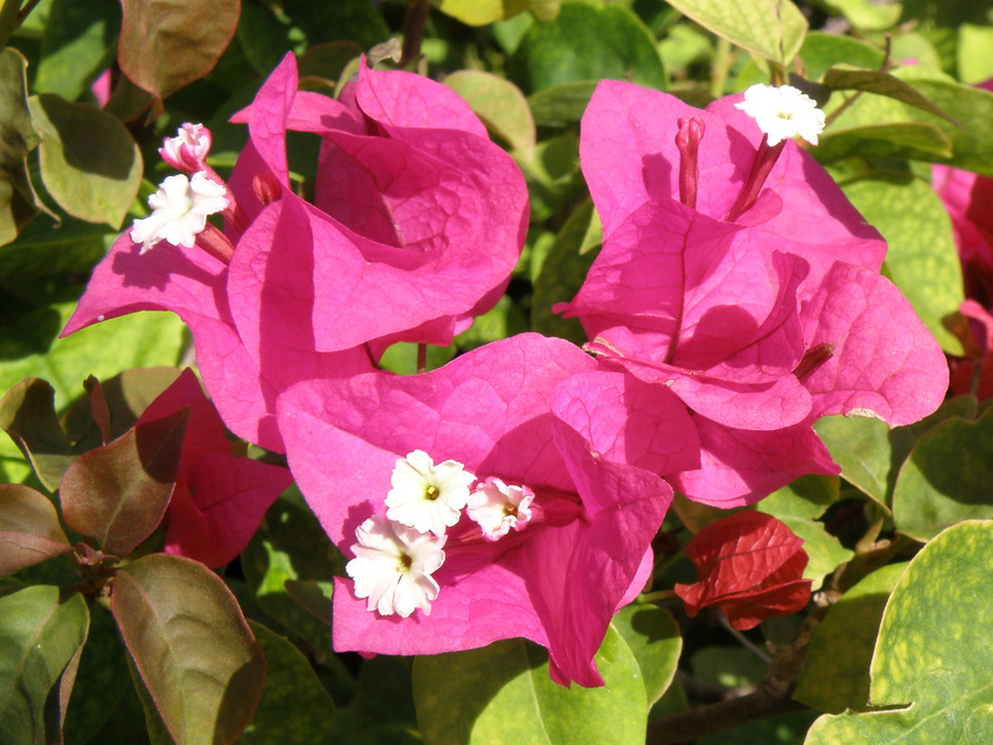 Estero, FL: Flowers in the area