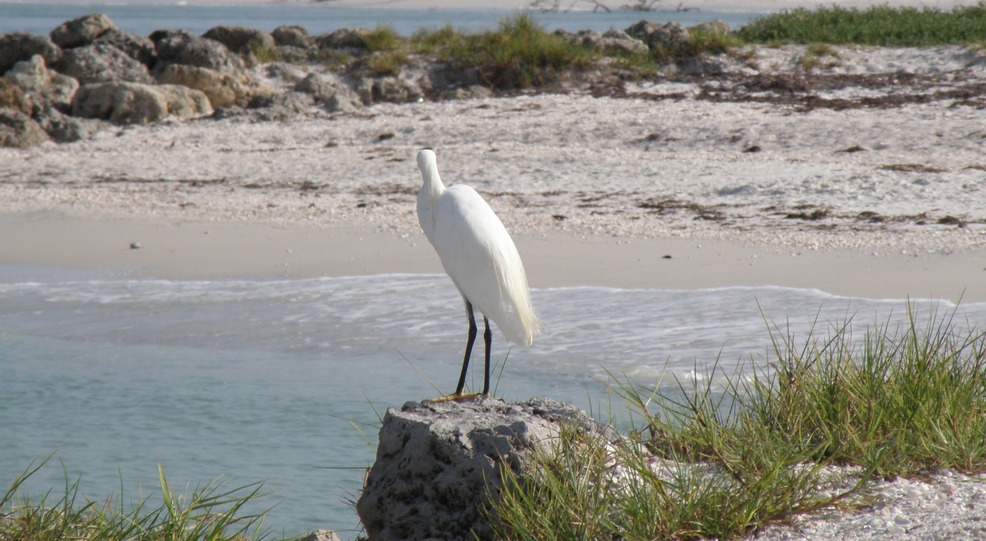 Estero, FL: Bonita Beach