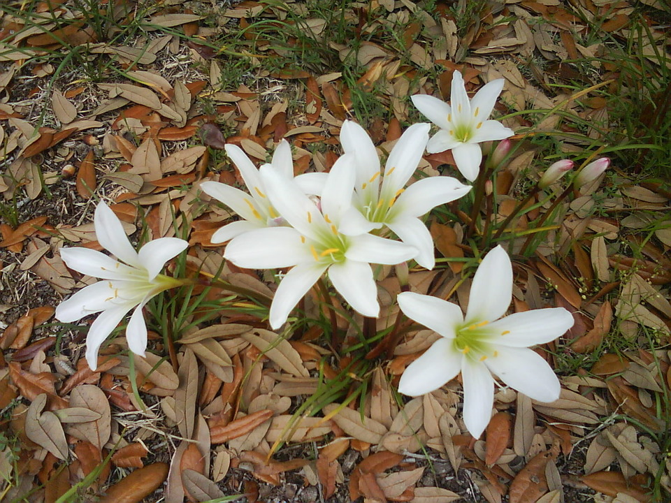 Myrtle Beach, SC: Wild Flowers in Myrtle Beach State Park