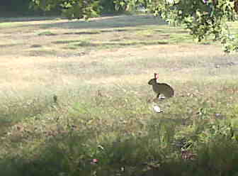 Wynne, AR: Wild Hare in the grass
