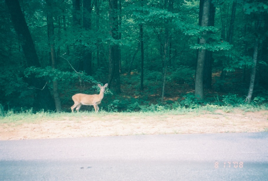 Indian Springs, GA: deer at indian springs park