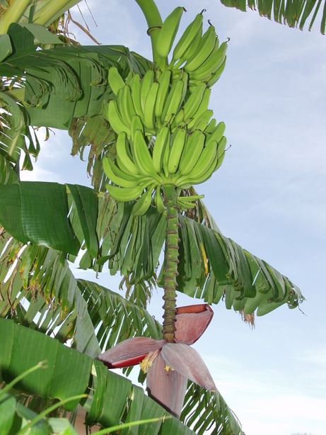 St. Pete Beach, FL: Bananas: A popular plant of St Pete Beach