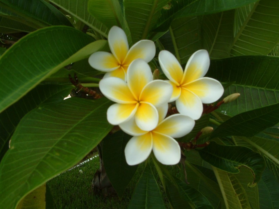 St. Pete Beach, FL: Frangipani