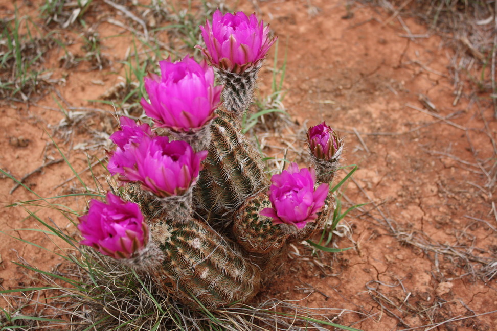 Crowell, TX: Cactus in Bloom