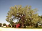 Admire, KS: The Old Oak Tree that has been a symbol of Admire's history is still around today. Back in the beginning of Admire, people would tie their horses around the tree then the blacksmith that operated right by the tree put up a fence so that this historic tree wouldn't be damaged.