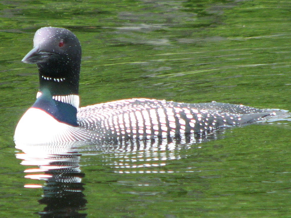 Fayette, ME: Loon on David Pond