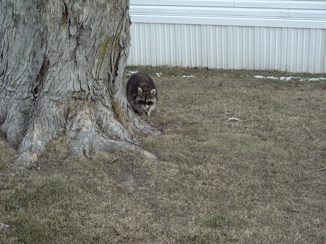 Marshalltown, IA: A typical resident inisde the city of Marshalltown