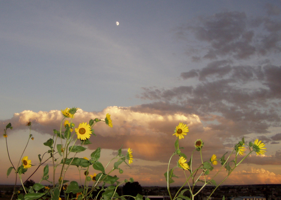 Edgewood, NM Sunflowers at sunset in Edgewood photo, picture, image