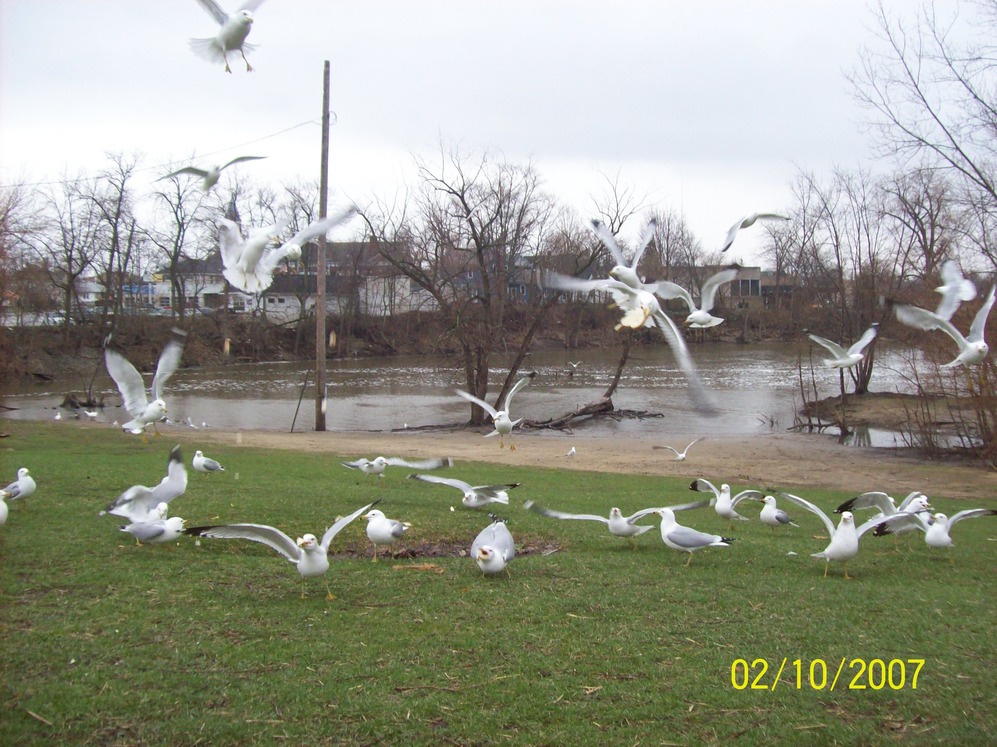 Hobart, IN: Birds gathering at the Lake Front Festival Park