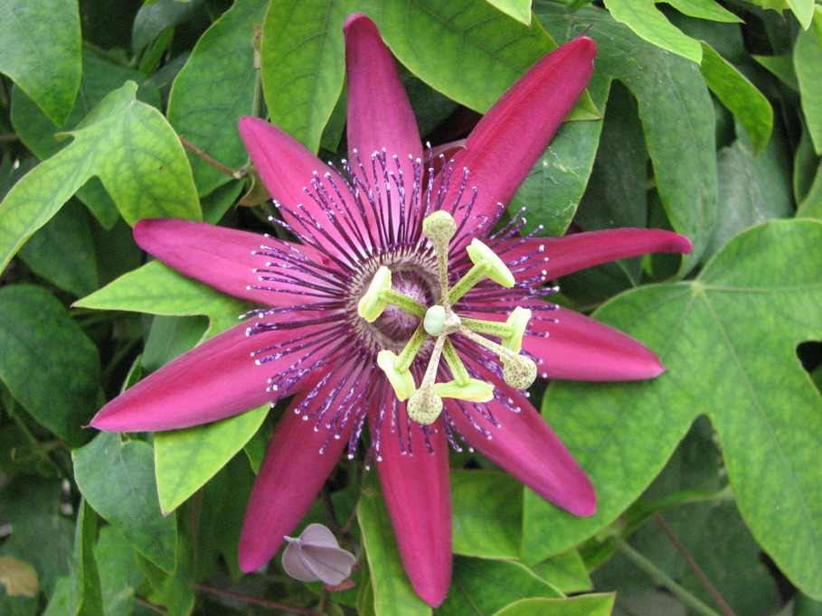 Westerly, RI: Passion Flower - At a local hardware/greenhouse shop on 1A, in town.