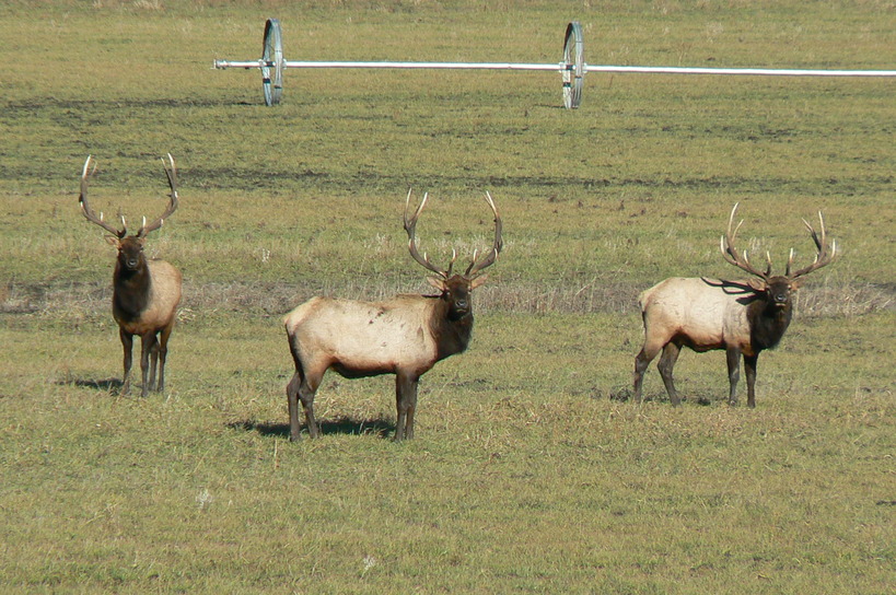 Cle Elum, WA: big Elk on the Teanaway