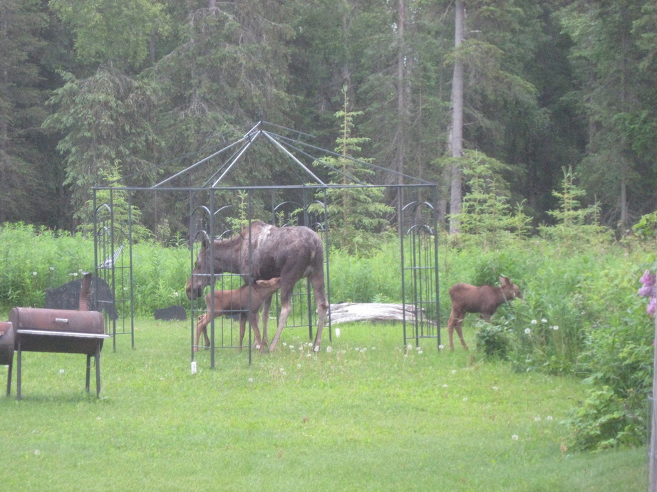 Nikiski, AK: nikiski yard moose