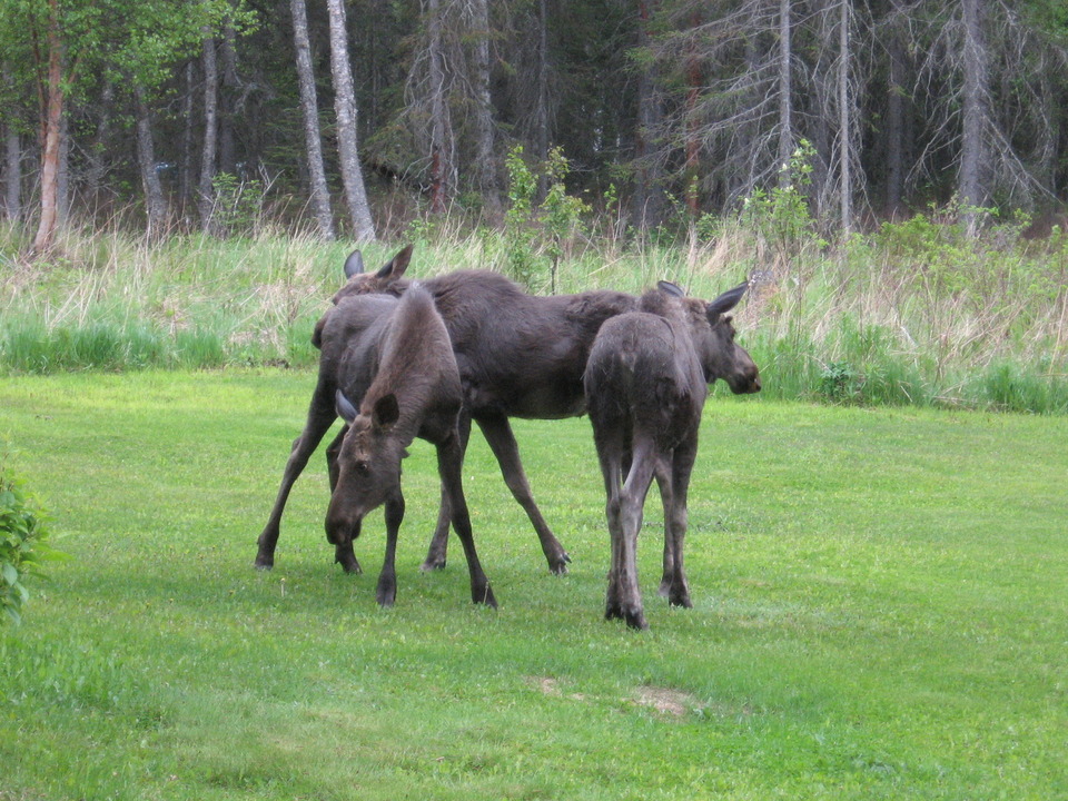 Nikiski, AK nikiski yard moose photo, picture, image (Alaska) at city