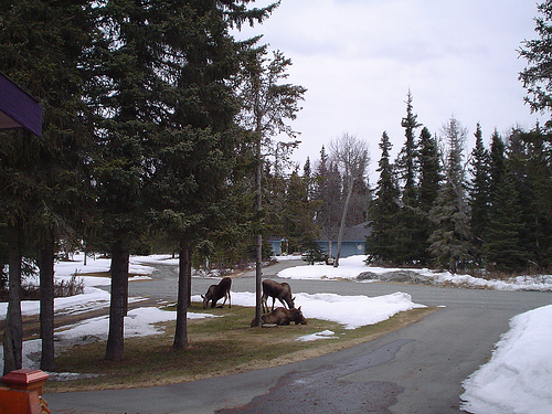 Kenai, AK: Yard Moose