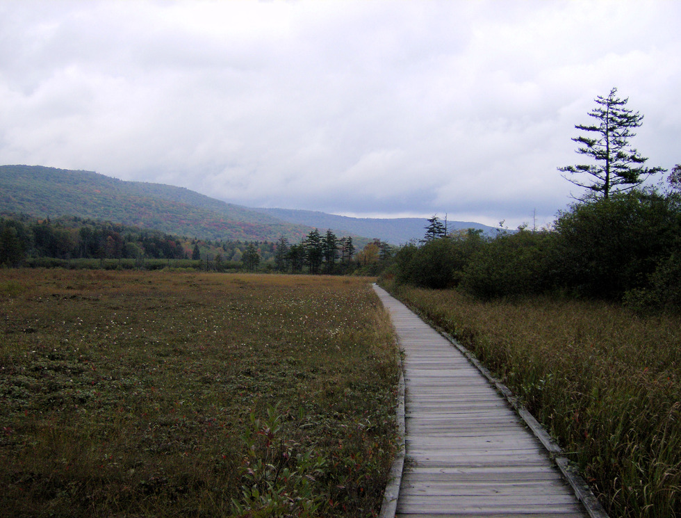 Marlinton, WV: Cranberry Glades Boardwalk