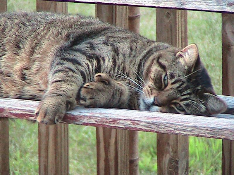 Hanover, MI: cat nappin in the back yard in Hanover