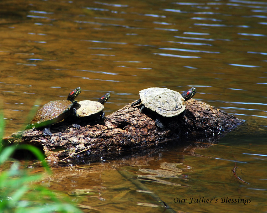 Fairfield, TX: I took this picture at Fairfield City Park of three Red Ear Slider