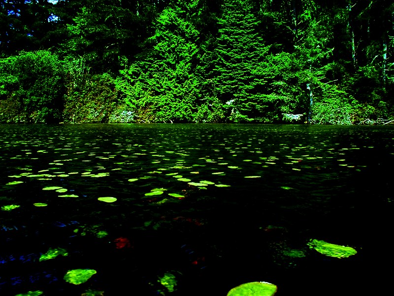 Florence, OR: lily pads on techinitch lake