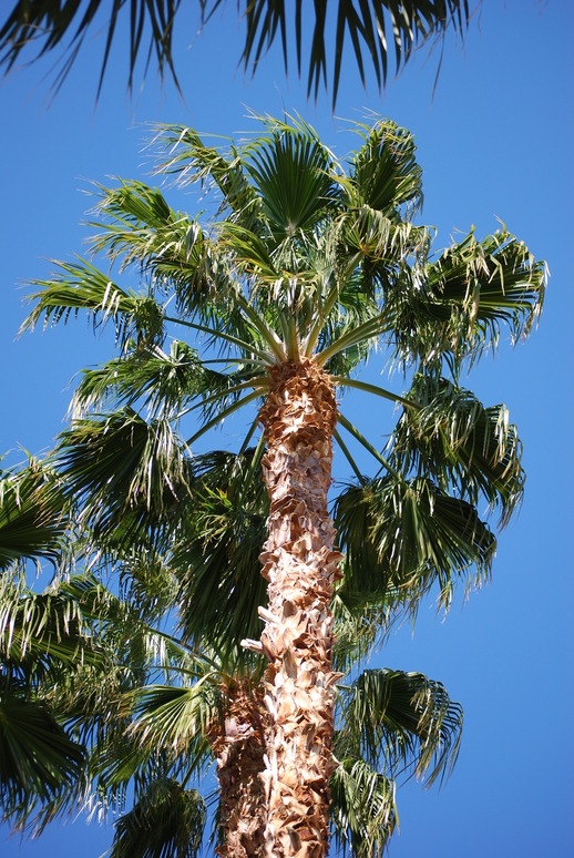 Coachella Valley, CA: Where else can you have dramatic views from a local community park, Palm Desert