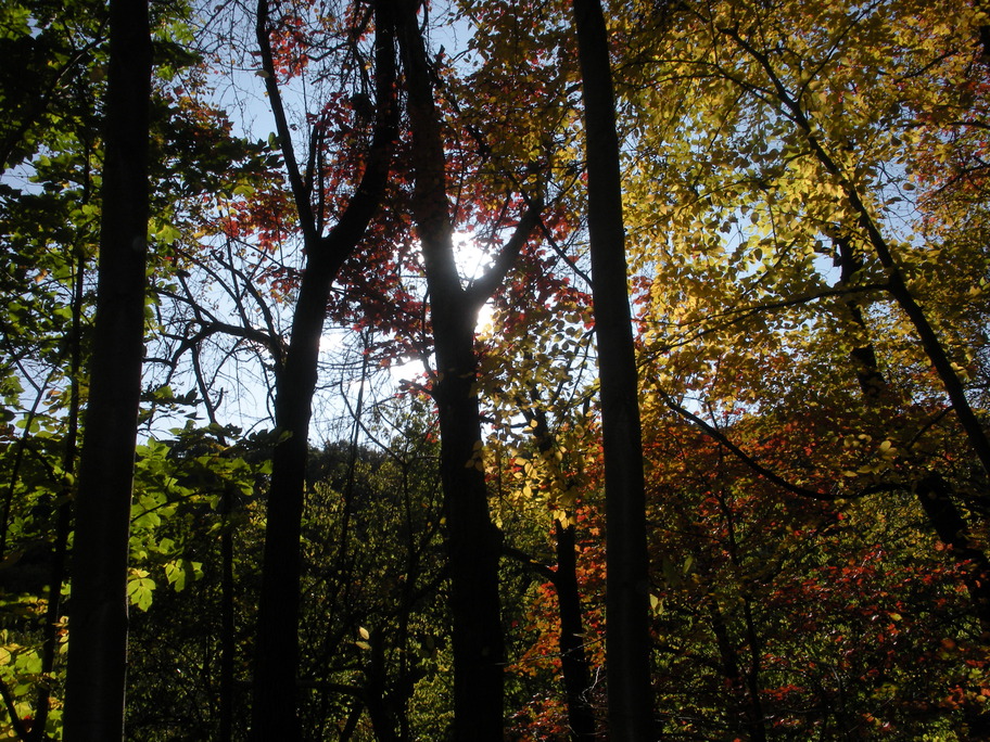 Luzerne, PA: sun through trees on the hiking trail