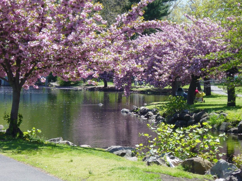 Millburn, NJ: Cherry Blossom Spring in Taylor Park