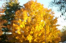Jamestown, TN: agolding tree in the fall is like a full ray of sun