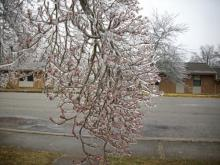 Jamestown, TN: last years ice storm