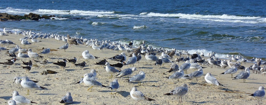 Virginia Beach, VA: Gulls on one of many secluded spots in Virginia Beach