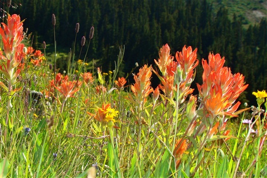 Mount Crested Butte, CO: Summer wildflowers on the ski slopes