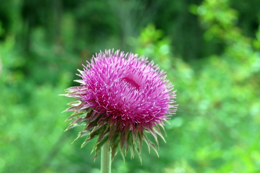 Florence, MT: Florence flower (Upper Woodchuck)