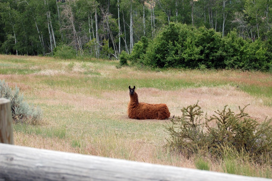 Florence, MT: Florence Llama (Upper Woodchuck)