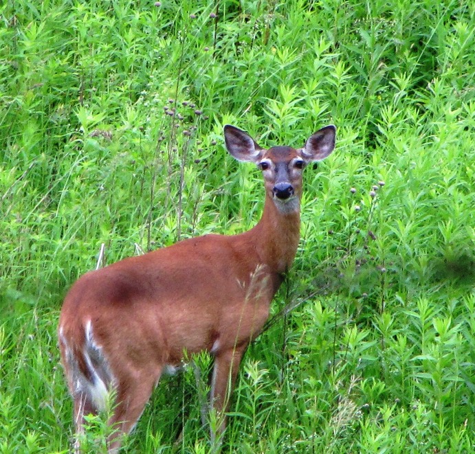 Cambridge, NY Field in Cambridge, NY photo, picture, image (New York