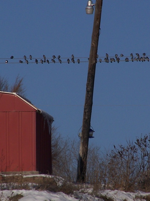 Tonasket, WA: Bird on a Wire