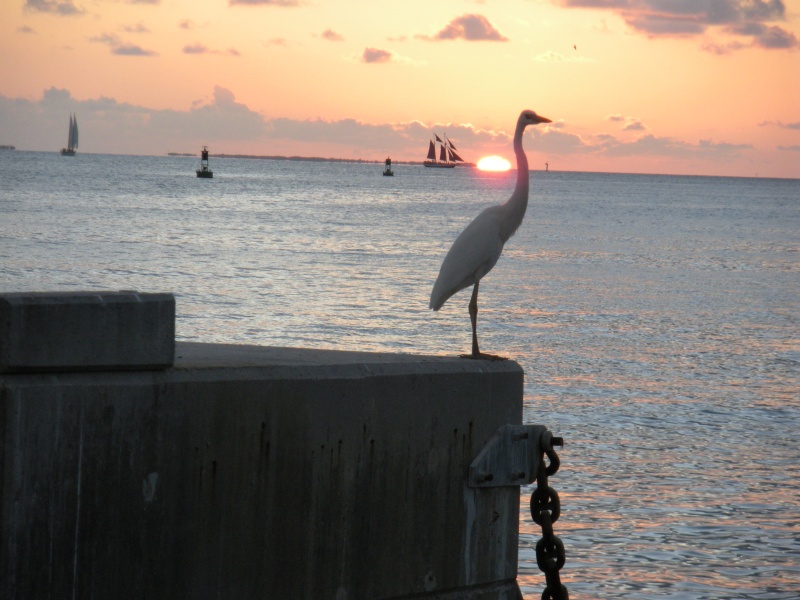 Key West, FL: From Sunset Celebration