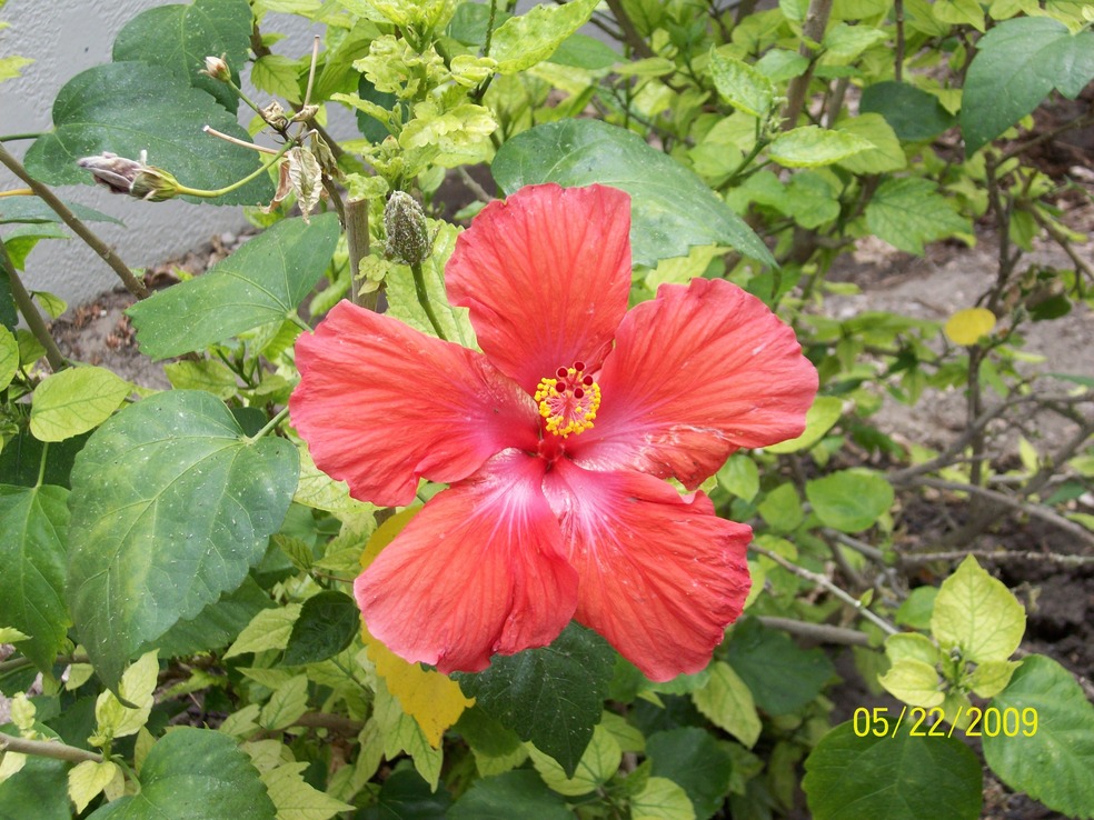 Alliance, NE: Hibiscus in bloom at the Conservatory