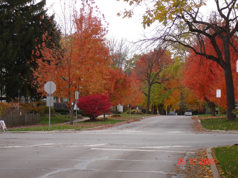 Naperville, IL: Fall colors in Naperville Neighbourhood