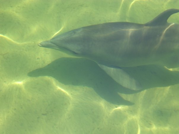 Hernando Beach, FL: Dolphin in the Gulf