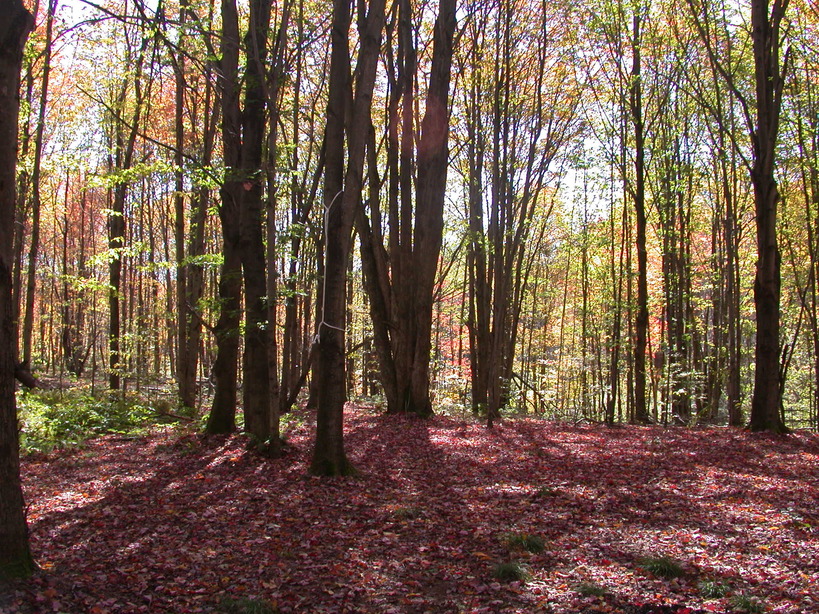 Ava, NY Fall in Ava New York photo, picture, image (New York) at city