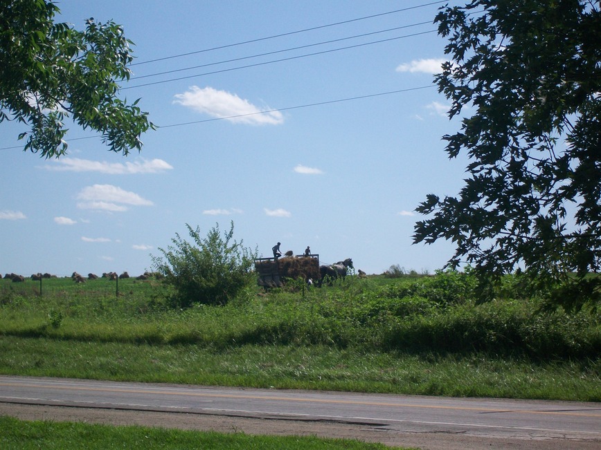 Bogard, MO: Amish harvesting fields