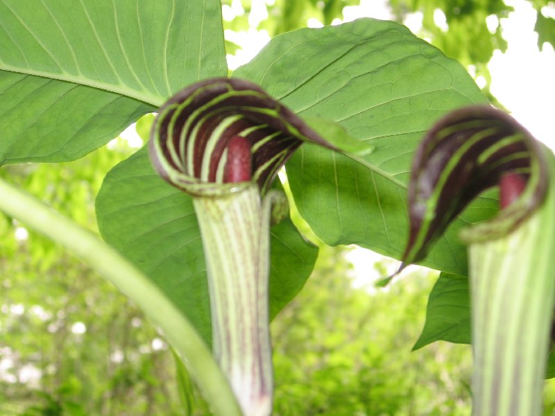 Springfield, VT: Jack in the pulpits in my back yard