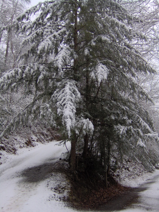 Sylva, NC: one of many winter cedars