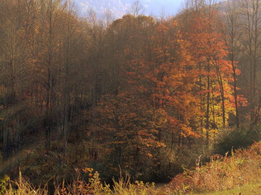 Sylva, NC: lots of Bradford pears around