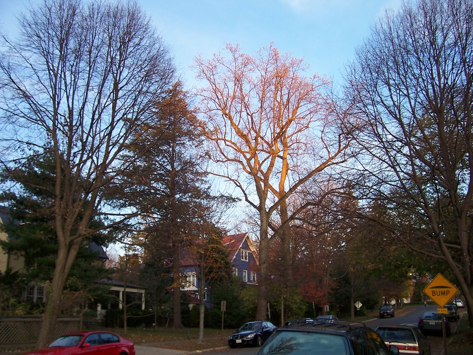 Chevy Chase Village, MD: A view down Grafton Street, as trees that have already shed their leaves for winter catch the last rays of the setting sun, 4:36 pm, Nov 29th, 2009.