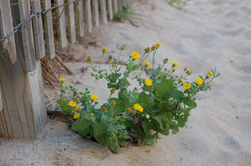 Ocean City, MD: Beach Flowers, 100th Street, September 2009