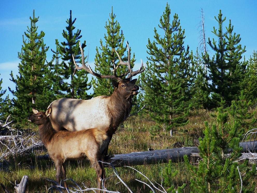 Jackson, WY: Elk and calf