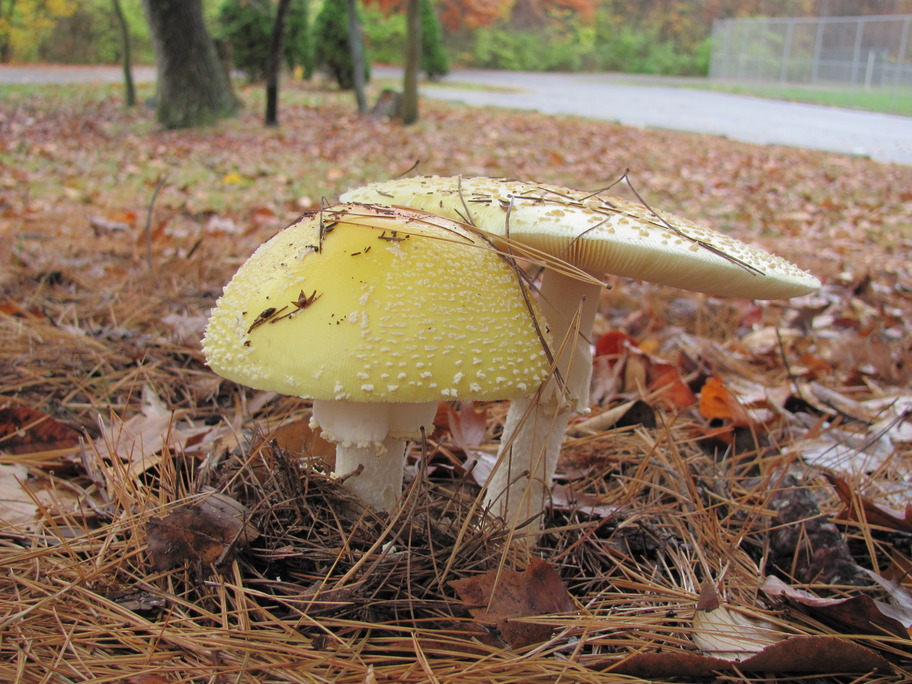 Vienna, VA: The mysterious beauty of wild mushrooms in the Southside Park of Vienna, Virginia. (Late November 2009.)